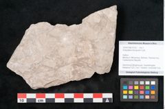 Foto (Objekt + Etikett) von Dictyopteris brongniarti Gutb. (NHMW-GEO-2024-0188-10762)